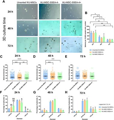 Stemness properties of SSEA-4+ subpopulation isolated from heterogenous Wharton’s jelly mesenchymal stem/stromal cells